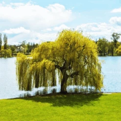 Weeping Golden Willow 7 Weeping Golden Willow -The Tree Center Store Golden Weeping Willow 2