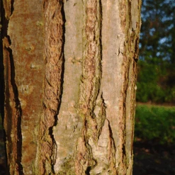 Weeping Golden Willow