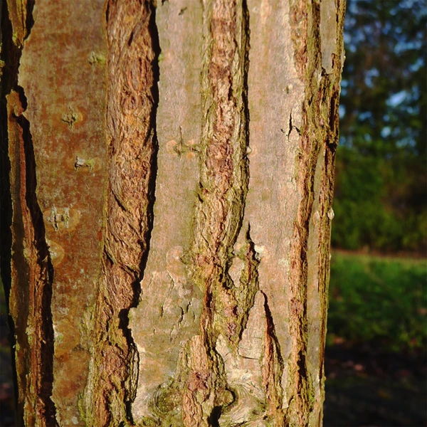 Weeping Golden Willow 1 Weeping Golden Willow