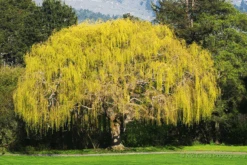 Weeping Golden Willow 6 Weeping Golden Willow -The Tree Center Store Golden Weeping Willow 4 600x400 1