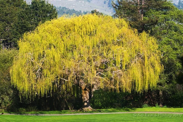 Weeping Golden Willow 3 Weeping Golden Willow - Image 3
