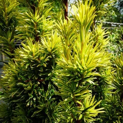 Golden Columnar English Yew -The Tree Center Store Golden Columnar English Yew 2 copy 600x600 1