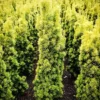 Golden Columnar English Yew