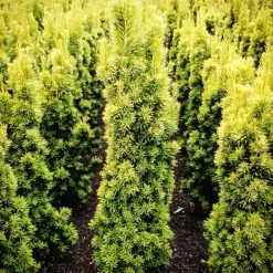 Golden Columnar English Yew