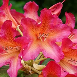 Golden Gate Rhododendron -The Tree Center Store Golden Gate Rhododendron 1 copy jpg