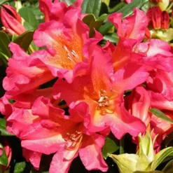 Golden Gate Rhododendron -The Tree Center Store Golden Gate Rhododendron 4 copy jpg