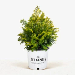 Golden Hinoki Cypress 7 Golden Hinoki Cypress -The Tree Center Store Golden Hinoki Cypress 3G 01 600x600 1