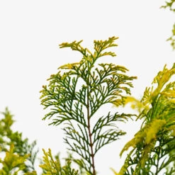 Golden Hinoki Cypress
