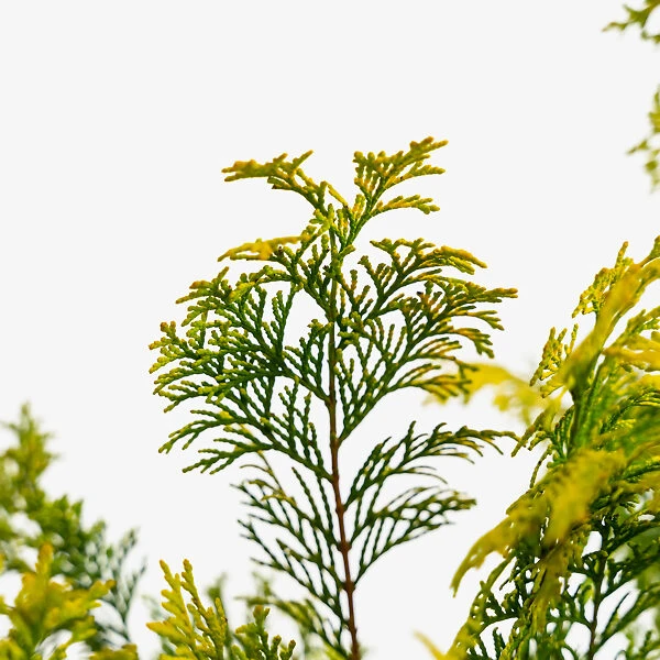 Golden Hinoki Cypress 1 Golden Hinoki Cypress