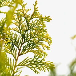 Golden Hinoki Cypress 8 Golden Hinoki Cypress -The Tree Center Store Golden Hinoki Cypress 3G 05 600x600 1