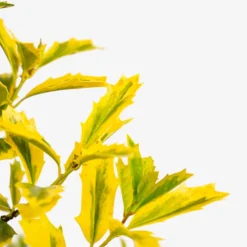 Golden Oakland® Holly -The Tree Center Store Golden Oakland Holly 3G 02 copy 600x600 1