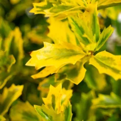 Golden Oakland® Holly -The Tree Center Store Golden Oakland Holly 3G 03 copy 600x600 1