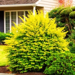 Golden Privet -The Tree Center Store Golden Privet 1 600x600 1