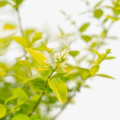 Golden Privet -The Tree Center Store Golden Privet 5G 04 copy 1 600x600 1