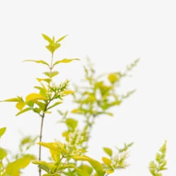 Golden Privet -The Tree Center Store Golden Privet 5G 05 copy 1 600x600 1