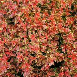 Golden Ruby Barberry -The Tree Center Store Golden Ruby Barberry 1 copy 600x600 1
