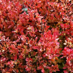 Golden Ruby Barberry -The Tree Center Store Golden Ruby Barberry 4 copy 600x600 1