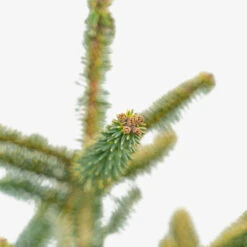 Golden Spanish Fir 8 Golden Spanish Fir -The Tree Center Store Golden Spanish Fir 3G 03 copy 2 600x600 1