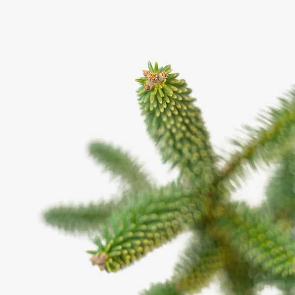 Golden Spanish Fir 3 Golden Spanish Fir - Image 3