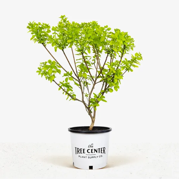 Golden Spirit Smoke Tree 1 Golden Spirit Smoke Tree