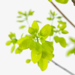 Golden Spirit Smoke Tree 9 Golden Spirit Smoke Tree -The Tree Center Store Golden Spirit Smoke Tree 5G 02 copy 600x600 1