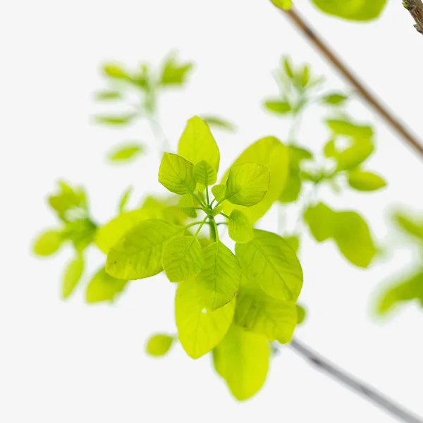 Golden Spirit Smoke Tree 5 Golden Spirit Smoke Tree - Image 5