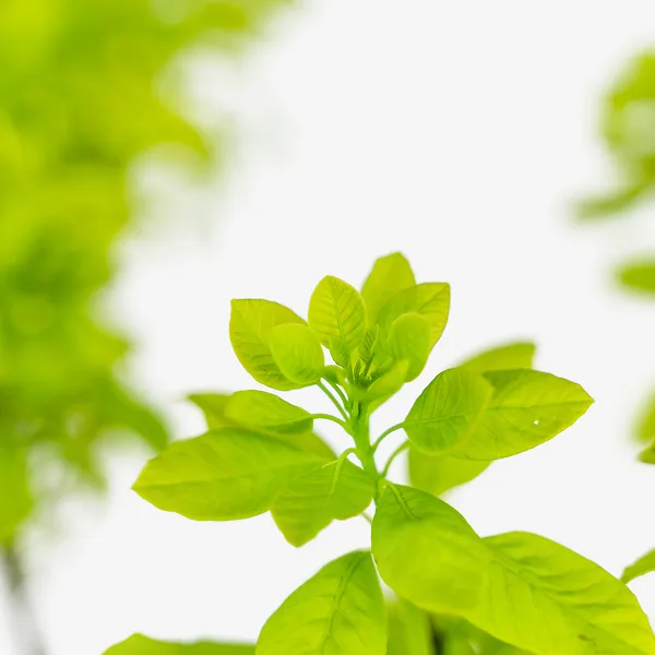 Golden Spirit Smoke Tree 2 Golden Spirit Smoke Tree - Image 2