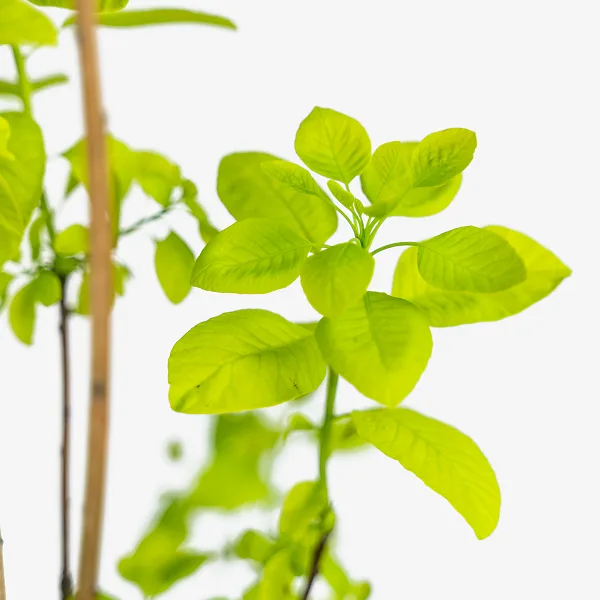 Golden Spirit Smoke Tree 3 Golden Spirit Smoke Tree - Image 3