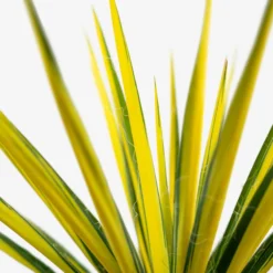 Golden Sword Yucca -The Tree Center Store Golden Sword Yucca 3G 05 600x600 1
