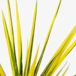 Golden Sword Yucca -The Tree Center Store Golden Sword Yucca 3G 06 600x600 1