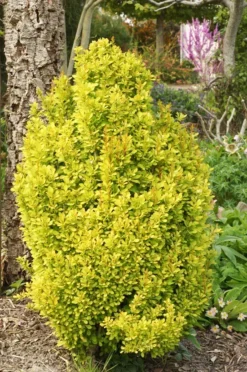 Golden Torch Barberry