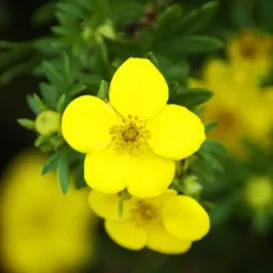 Goldfinger Cinquefoil 7 Goldfinger Cinquefoil -The Tree Center Store Goldfinger Cinquefoil 2 copy jpg webp