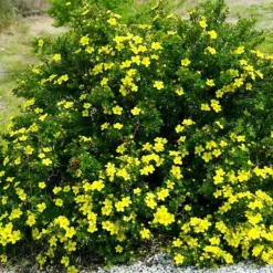 Goldfinger Cinquefoil 9 Goldfinger Cinquefoil -The Tree Center Store Goldfinger Cinquefoil 3 copy jpg webp