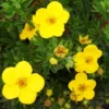 Goldfinger Cinquefoil