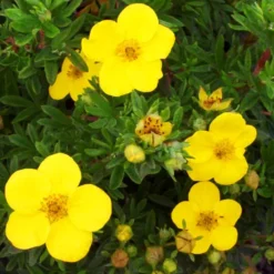 Goldfinger Cinquefoil