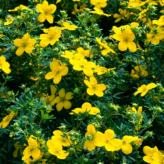 Goldfinger Cinquefoil 4 Goldfinger Cinquefoil - Image 4