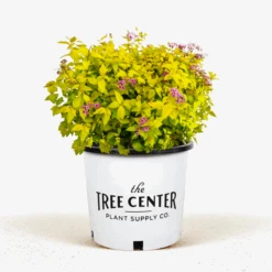 Goldmound Spirea -The Tree Center Store Goldmound Spirea 3G 01 600x600 1