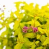 Goldmound Spirea