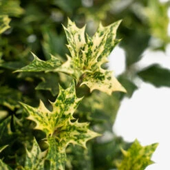 Goshiki Osmanthus -The Tree Center Store Goshiki Osmanthus 3G 03 copy 1 600x600 1
