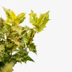 Goshiki Osmanthus -The Tree Center Store Goshiki Osmanthus 3G 04 copy 1 600x600 1