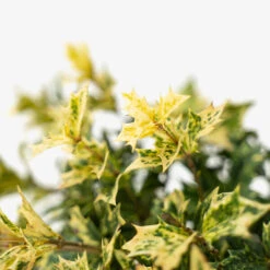 Goshiki Osmanthus -The Tree Center Store Goshiki Osmanthus 3G 06 copy 1 600x600 1