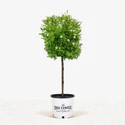 Gourmet Popcorn Miniature Rose Tree