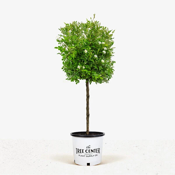 Gourmet Popcorn Miniature Rose Tree 1 Gourmet Popcorn Miniature Rose Tree