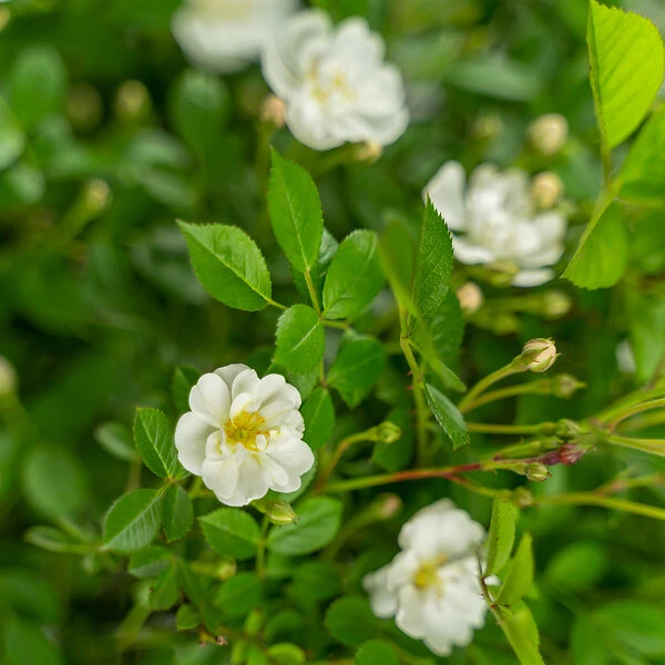 Gourmet Popcorn Miniature Rose Tree 2 Gourmet Popcorn Miniature Rose Tree - Image 2