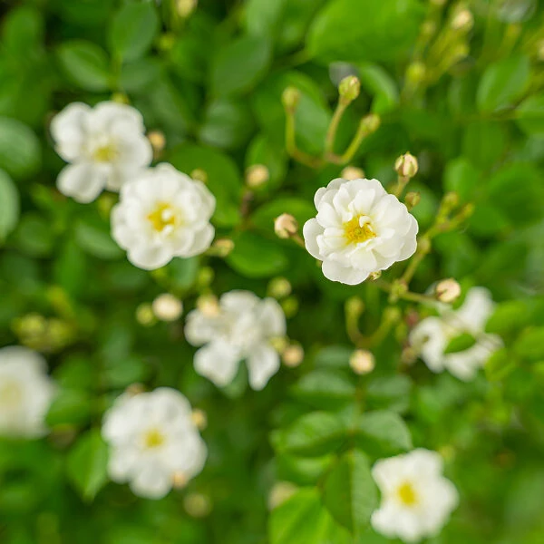 Gourmet Popcorn Miniature Rose Tree 5 Gourmet Popcorn Miniature Rose Tree - Image 5