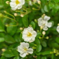 Gourmet Popcorn Miniature Rose Tree 8 Gourmet Popcorn Miniature Rose Tree -The Tree Center Store Gourmet Popcorn Miniature Rose Tree 7G 04 copy 1 600x600 1