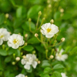 Gourmet Popcorn Miniature Rose Tree 7 Gourmet Popcorn Miniature Rose Tree -The Tree Center Store Gourmet Popcorn Miniature Rose Tree 7G 05 copy 1 600x600 1