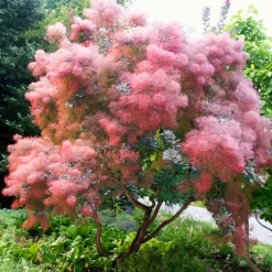 Grace Purple Smoke Tree -The Tree Center Store Grace Purple Smoke Bush 3 copy jpg
