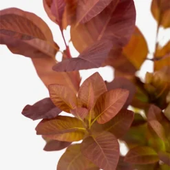 Grace Purple Smoke Tree -The Tree Center Store Grace Purple Smoke Tree 5G 02 copy 600x600 1