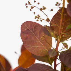 Grace Purple Smoke Tree